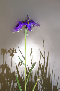 Close-up of water drops on purple flower