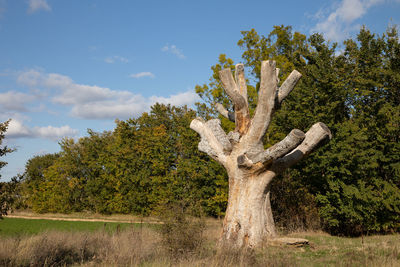 Tree on field against sky
