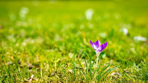 Close-up of purple crocus flower on field