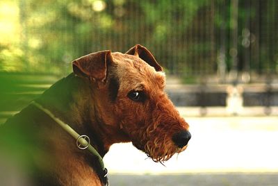 Close-up of dog