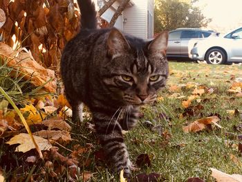 Cat in autumn