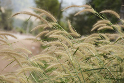 Close-up of stalks in field