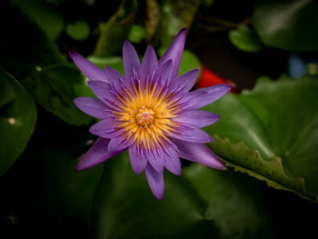 Close-up of purple water lily