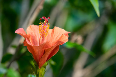 Close-up of insect on red flower