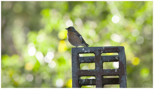 Close-up of bird perching on a plant