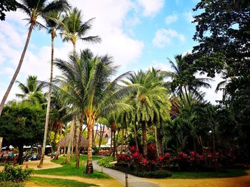 Palm trees in park