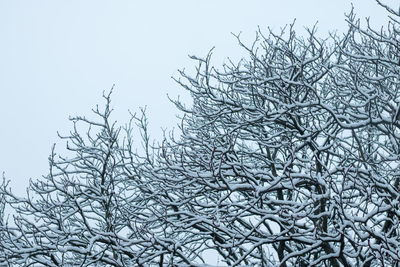 Bare tree in the dark