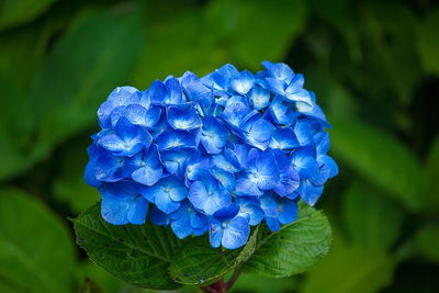 Close-up of purple hydrangea blue flower