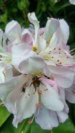 Close-up of white flowering plant