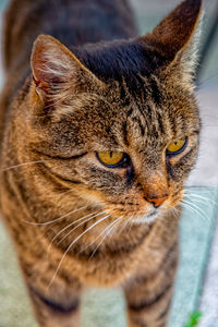 Close-up portrait of a cat