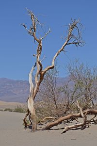 Close-up of tree against clear sky