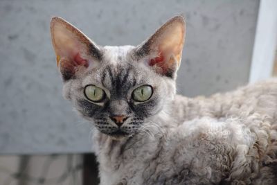 Portrait of devon rex cat 