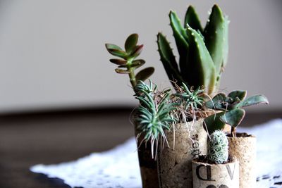 Close-up of cactus plant at home