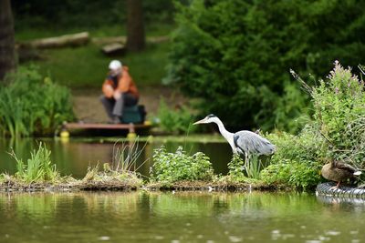 Gray heron on lake against trees