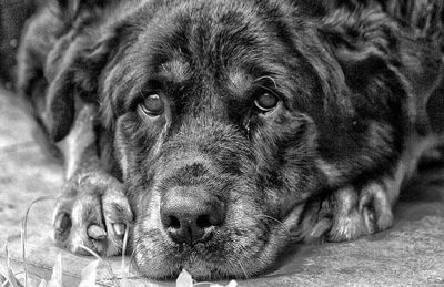 Close-up portrait of a dog