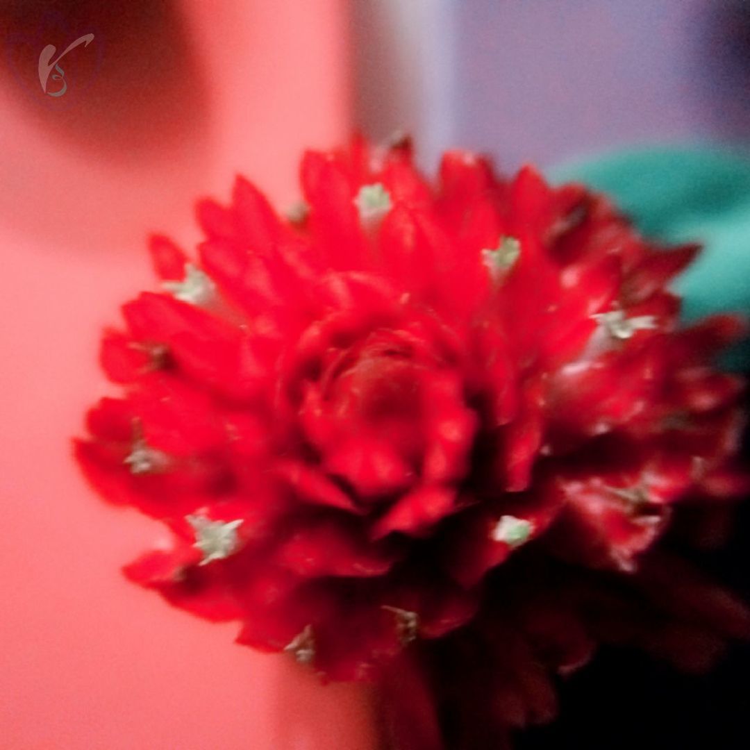 flower, petal, freshness, red, flower head, fragility, close-up, beauty in nature, growth, single flower, focus on foreground, nature, blooming, selective focus, plant, pink color, in bloom, pollen, drop, water