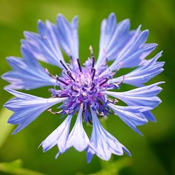 Close-up of purple blue flower