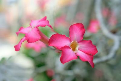 Close-up of pink flowers blooming outdoors