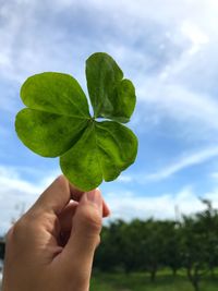 Cropped image of hand holding leaves against sky