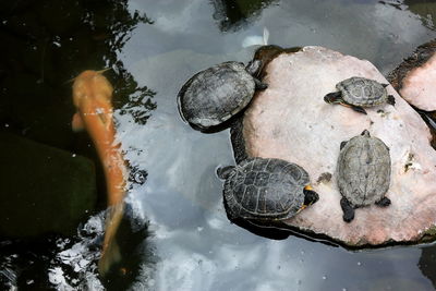 High-angle view of sunning turtles and catfish