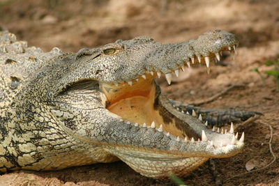 Close-up of crocodile sunbathing on field