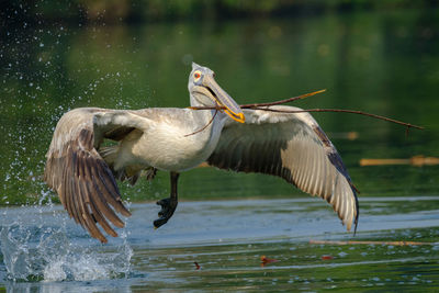 Close-up of birds flying over lake