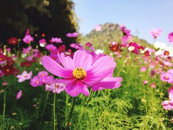 Close-up of pink flowers blooming outdoors