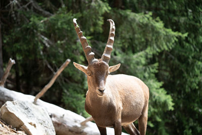 Deer standing in a forest