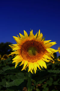 Sunflower blooming against clear blue sky