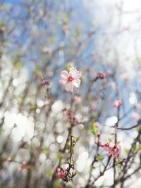 Close-up of cherry blossom on tree