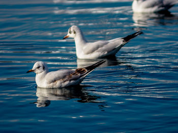 Swans swimming in lake