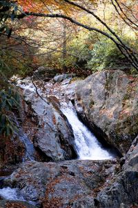 River flowing amidst trees in forest