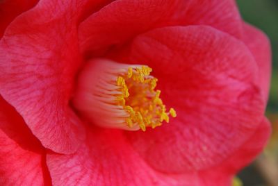 Close-up of red rose flower