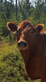 Portrait of cow on field