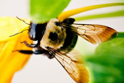 Close-up of butterfly on flower