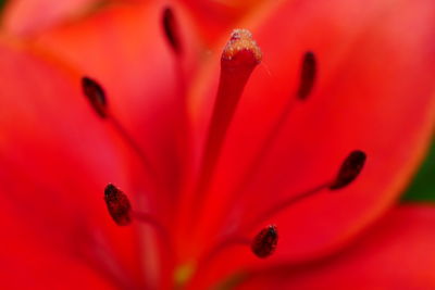 Extreme close-up of red lily stamen