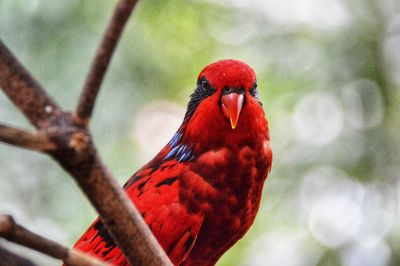 Close-up of parrot perching on branch