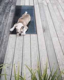 High angle view of dog