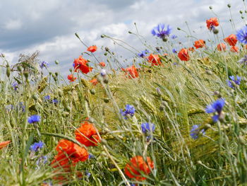 Close-up of poppy flowers in field
