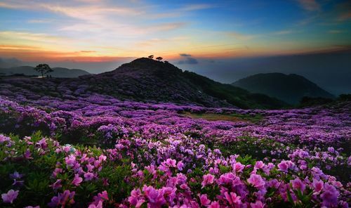 Purple flowering plants on land against sky during sunset