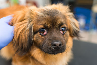 Close-up portrait of dog at home