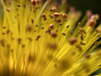 Macro shot of yellow flowering plants