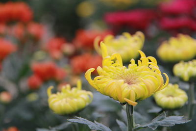 Close-up of yellow flowers