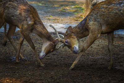 Deer standing on field