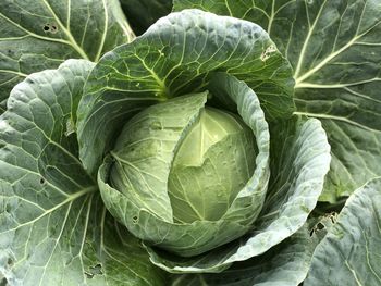 Full frame shot of cabbage