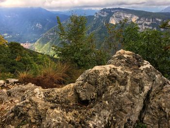 View of trees on mountain