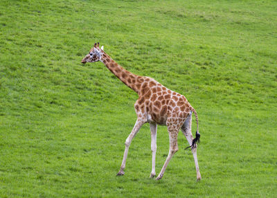 Deer standing on grassy field