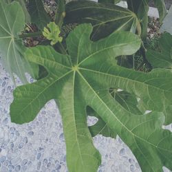 Close-up of fresh green leaves