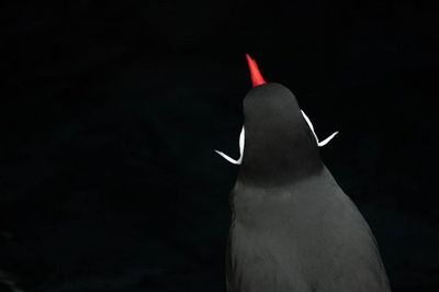 Close-up of over black background