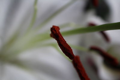 Close-up of red flower